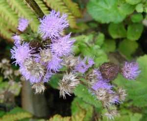 AGERATUM