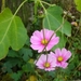 COSMEA ROZE