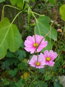 COSMEA ROZE