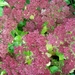 SEDUM