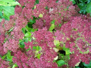 SEDUM