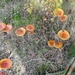 DSC03129