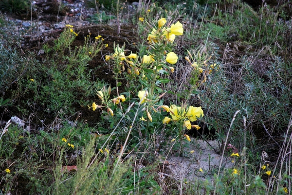 2012-09-30 D5 Cruise Haarlem (13)