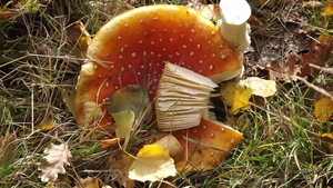 holten in de herfst 102