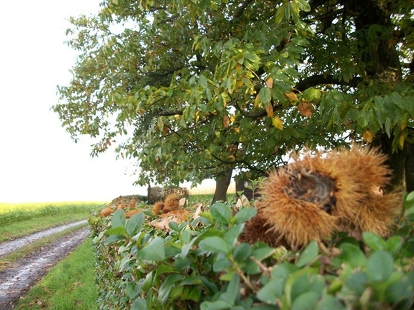 087-Heuvelkam tussen Schelde en Leievallei