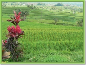 Jatiluwih