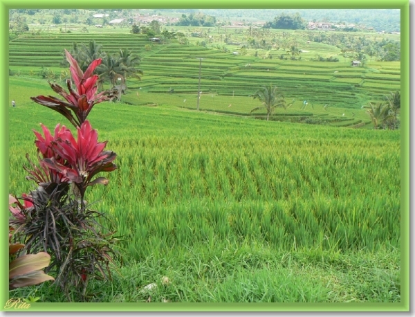 Jatiluwih