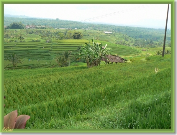 Jatiluwih