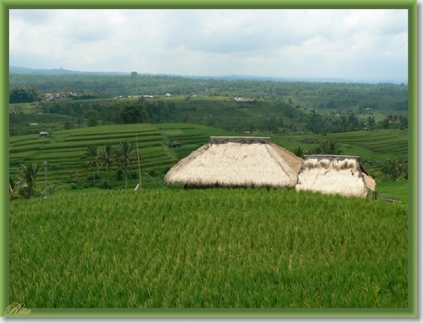Jatiluwih