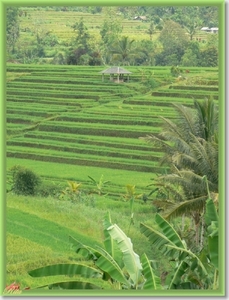 Jatiluwih