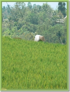 Jatiluwih