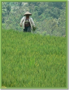 Jatiluwih