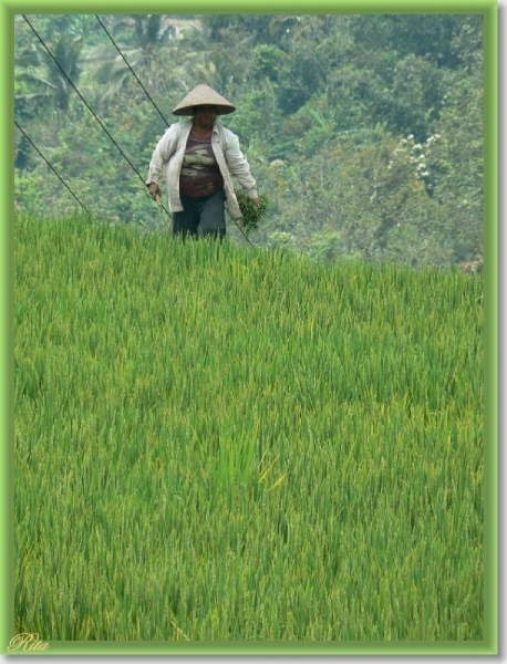 Jatiluwih