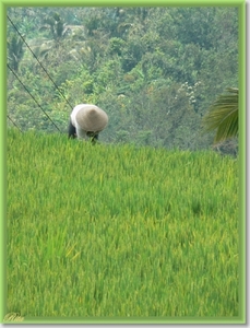 Jatiluwih