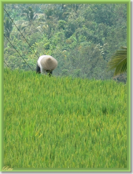 Jatiluwih