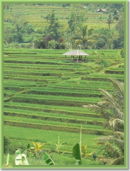Jatiluwih