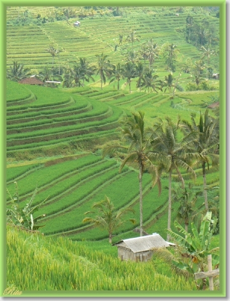 Jatiluwih