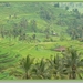 Jatiluwih