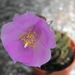 anacampseros  lanceolata  ( north of ashton )                    