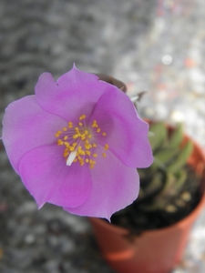 anacampseros  lanceolata  ( north of ashton )                    