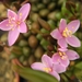 anacampseros  lubbersii     ( east of middelburg )