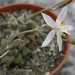 anacampseros  namaquensis  ( south of garies )