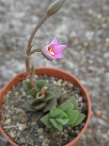 anacampseros  rufescens  ( bloemfontyn )