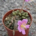 anacampseros vanthielii  ( by springbok )