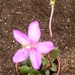 anacampserus. ruridus