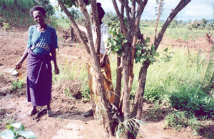 SERIE (n� 14) AUX CHAMPS.