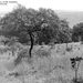 KONGOLO  REGION SAVANE  brousse