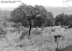 KONGOLO  REGION SAVANE  brousse