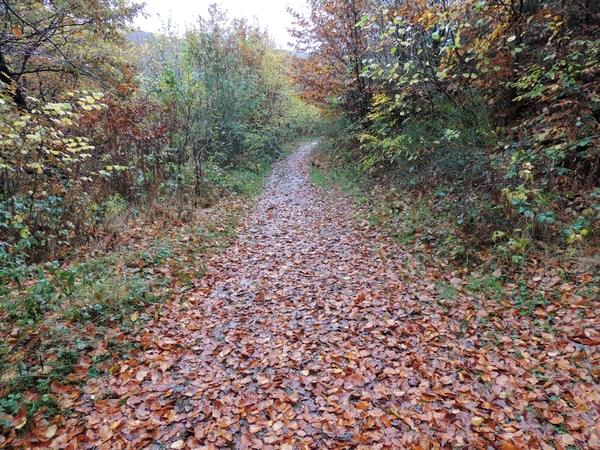 Wandelpad in de herfst