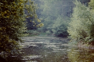 rivier in de ardennen