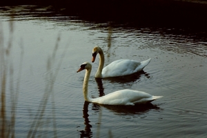 mooie witte zwanen