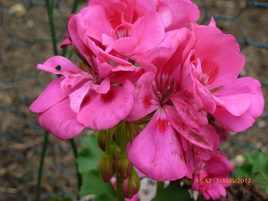 kleurrijke bloem