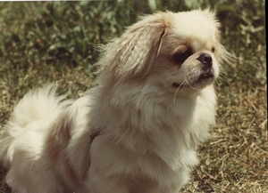 Fifi