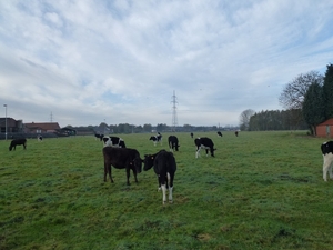 2012-11 04 Zoersel 005