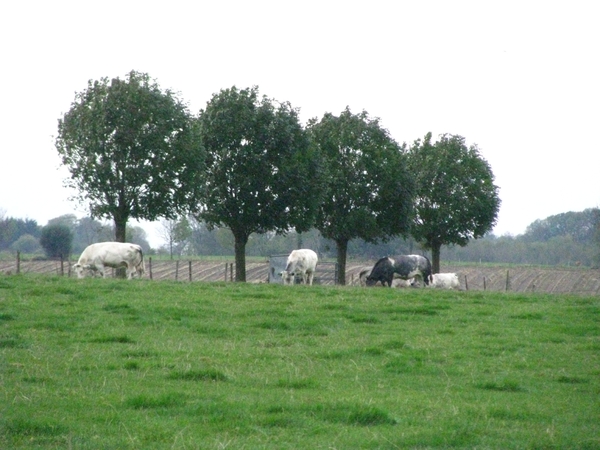 Noorbeek 005