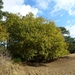 2012-11 06 Geel 013