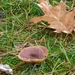 2012-11 06 Geel 017