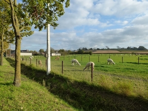 2012-11 07 Kluisbergen 017