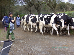 PELGRIM - DIERENVRIEND(IN)