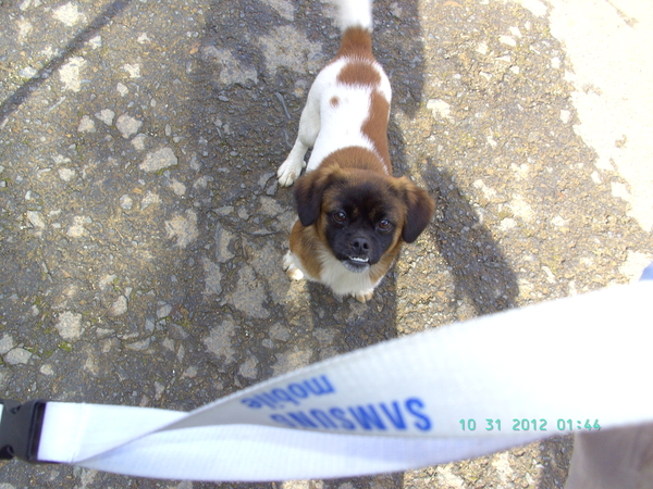 GIJ SPREEKT GEEN SPAANS ?