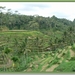 Tegallalang