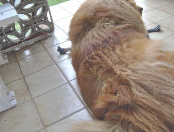 map oosterijk 2009 junie 024