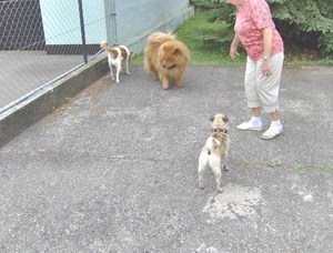 map oosterijk 2009 junie 025