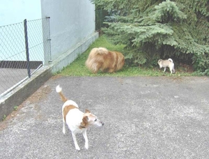 map oosterijk 2009 junie 026