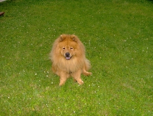 map oosterijk 2009 junie 043