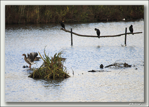 _DSC4633-F Molsbroek